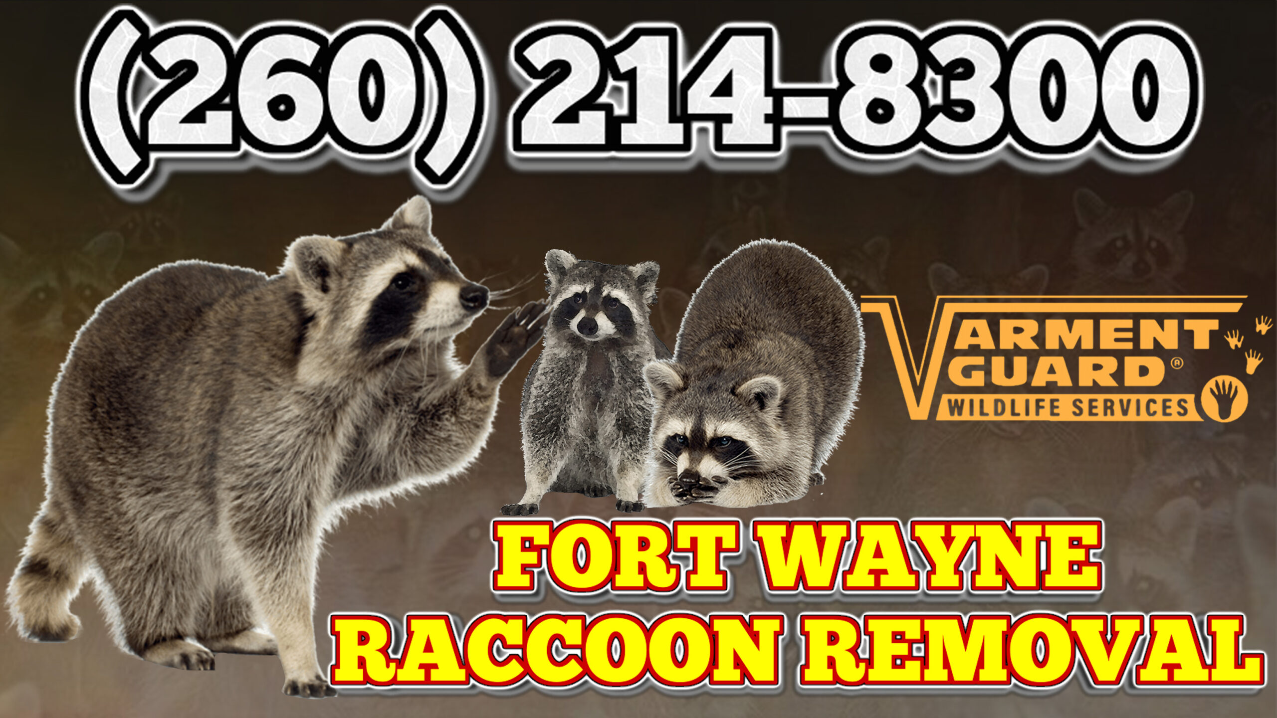 Fort Wayne raccoon removal near me