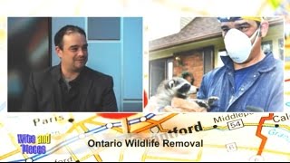 Allen County Indiana Raccoon Removal Companies