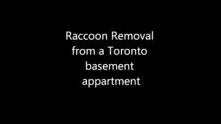 Andrews, IN Raccoon Removal Near Me