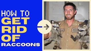 DeKalb County Indiana Raccoon Removal Companies