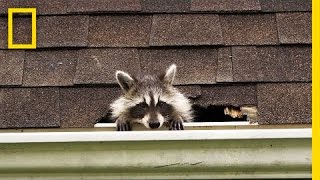 New Haven, IN Raccoon Removal Near Me