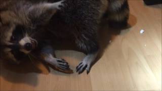 Ossian, IN Raccoon Removal Near Me