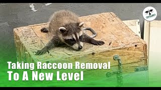 Vera Cruz, IN Raccoon Removal Near Me