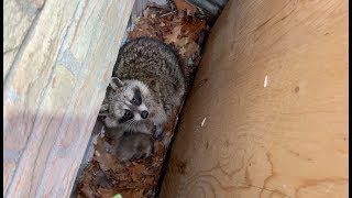 Woodburn, IN Raccoon Removal Near Me
